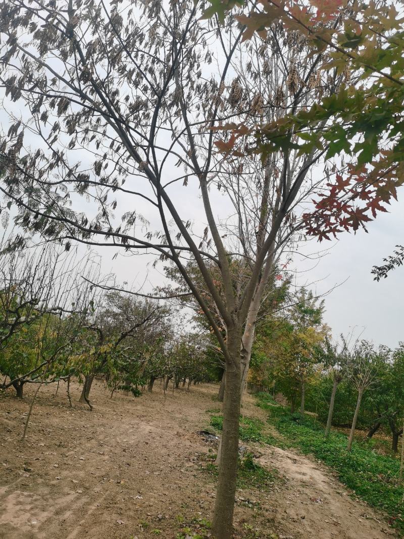 合欢树胸15