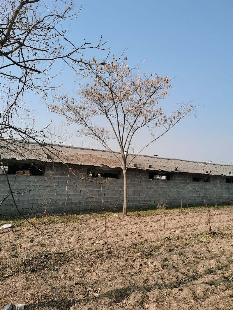 合欢树胸15