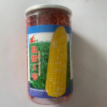 绿领晶甜6号水果玉米种子，甜脆皮薄苏审定品种种子