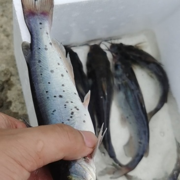 鮰鱼苗