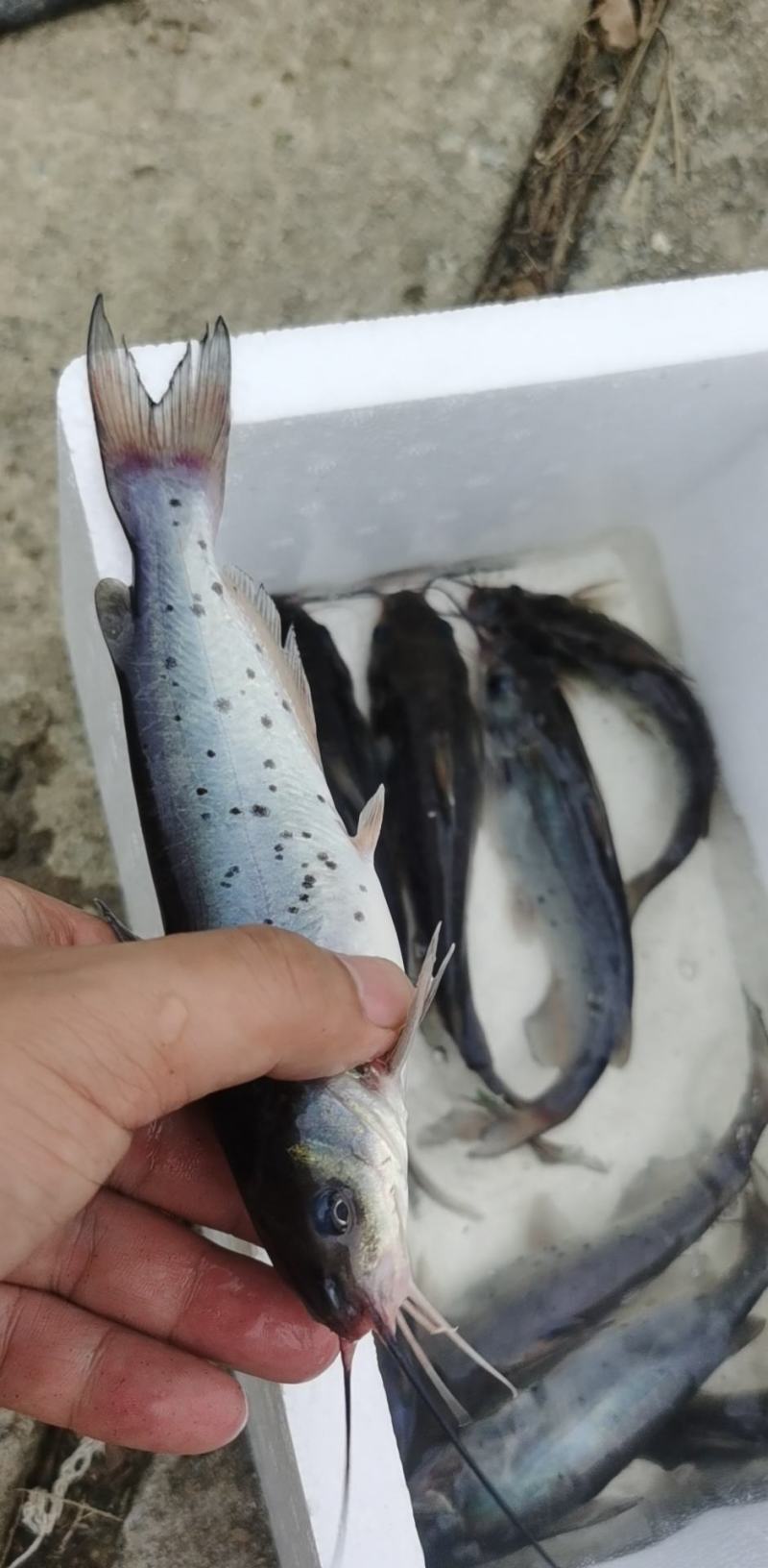 鮰鱼苗