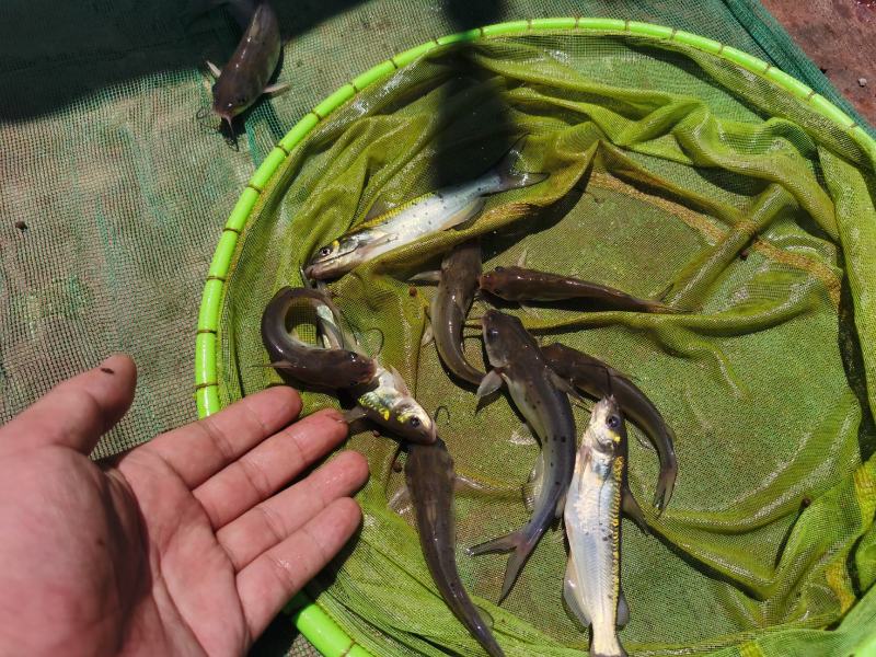 鮰鱼苗