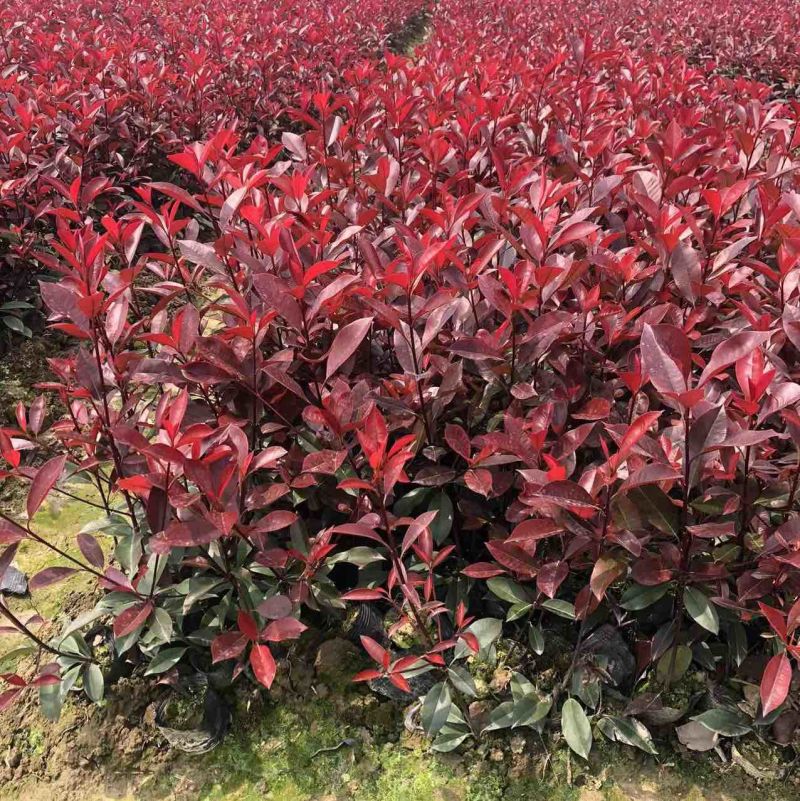红叶石楠，红叶石楠杯苗，红叶石楠容器苗大量出售！