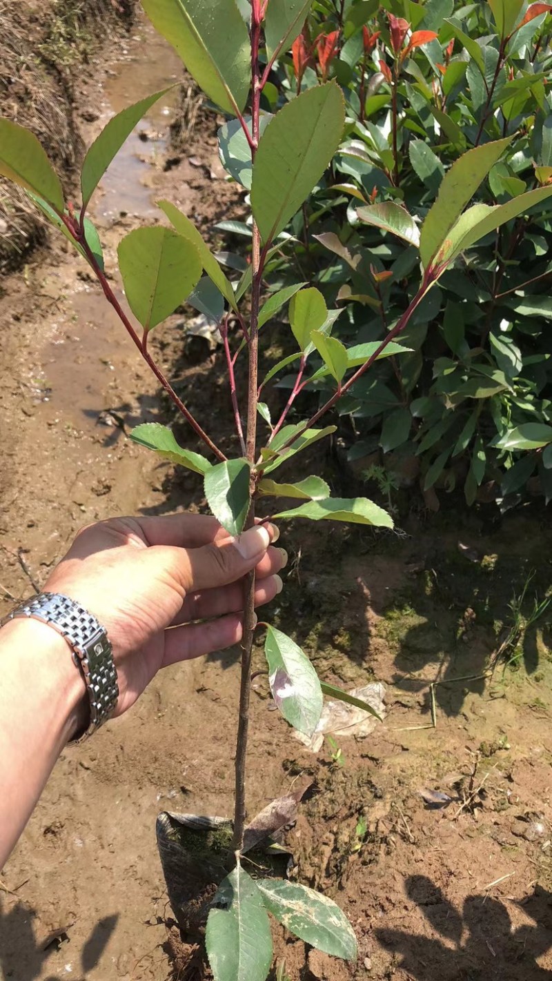 红叶石楠，红叶石楠杯苗，红叶石楠容器苗大量出售！