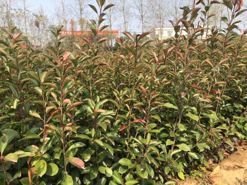 红叶石楠，红叶石楠杯苗，红叶石楠容器苗大量出售！