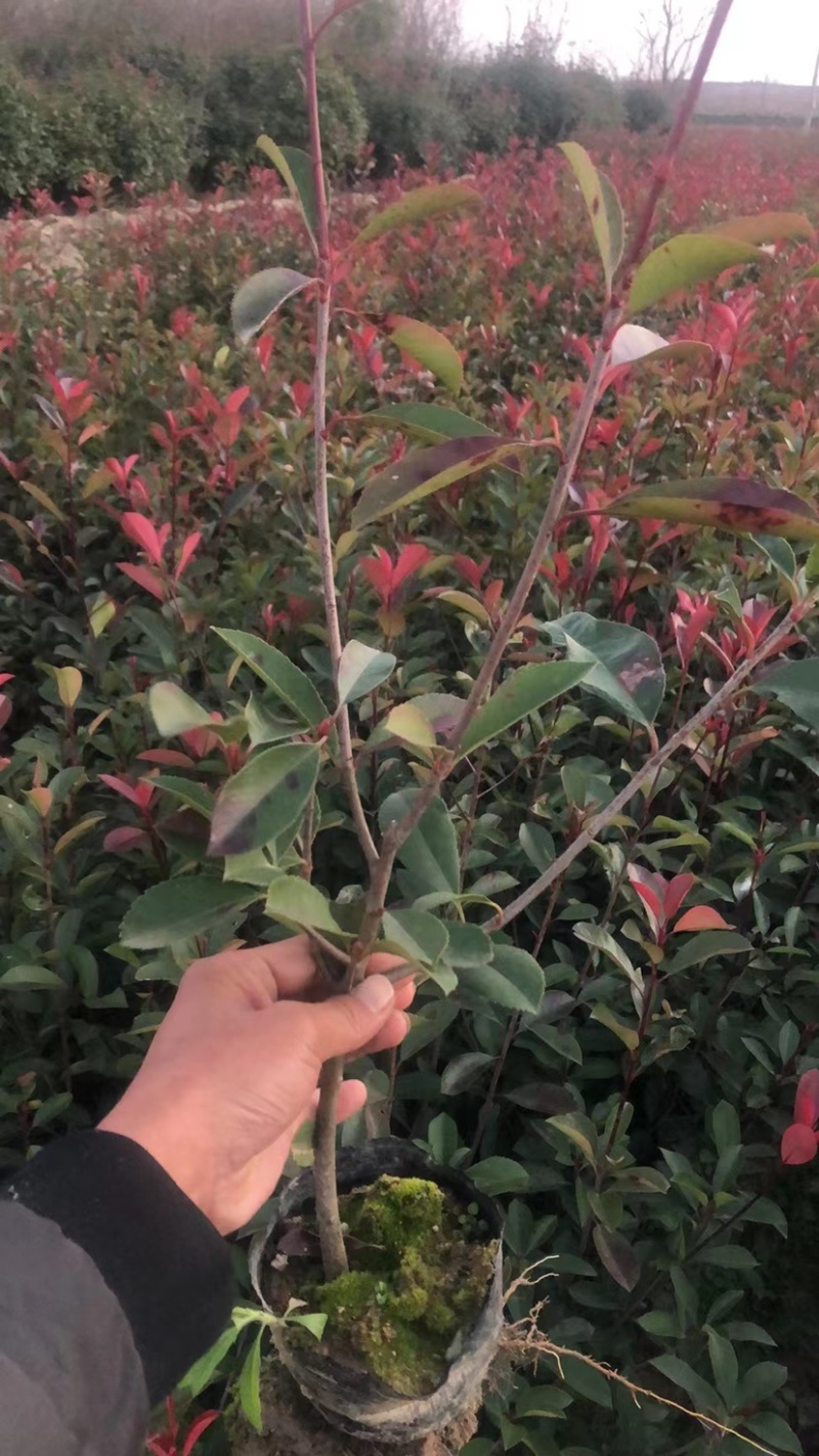 红叶石楠，红叶石楠杯苗，红叶石楠容器苗大量出售！