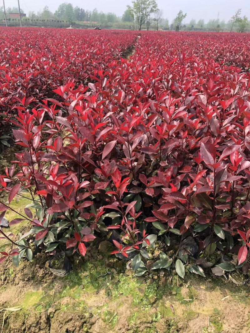 红叶石楠，红叶石楠杯苗，红叶石楠容器苗大量出售！