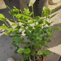 茉莉花