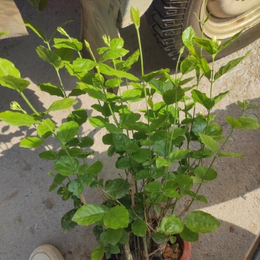 茉莉花