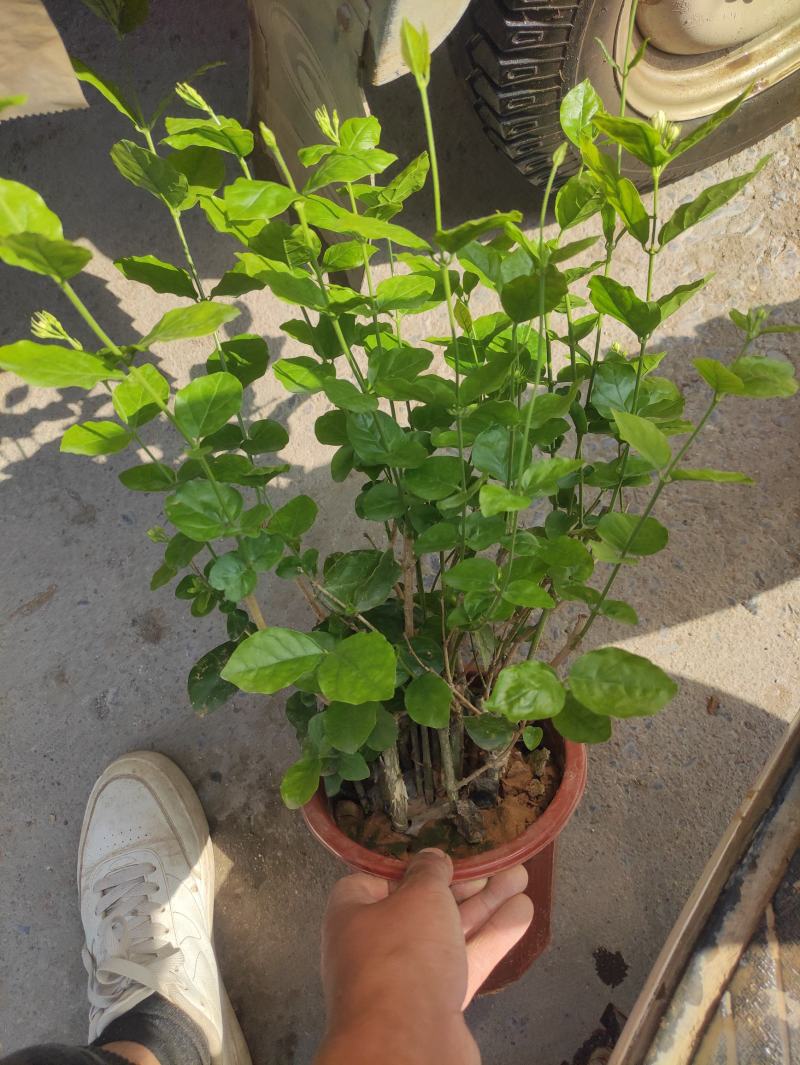 茉莉花