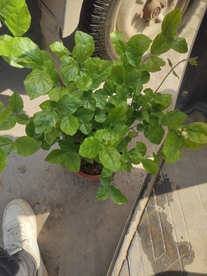 茉莉花