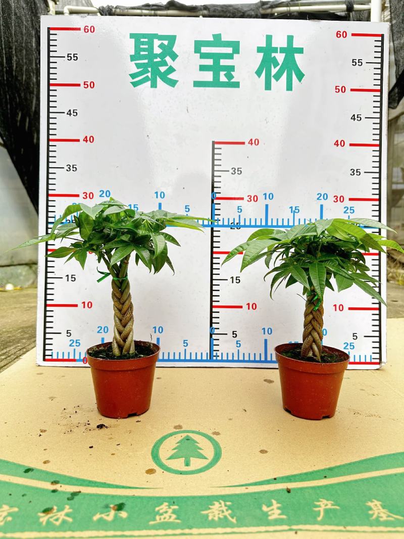 【基地直供】精品五编发财树小盆栽迷你编辫子发财树