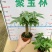 【基地直供】精品五编发财树小盆栽迷你编辫子发财树