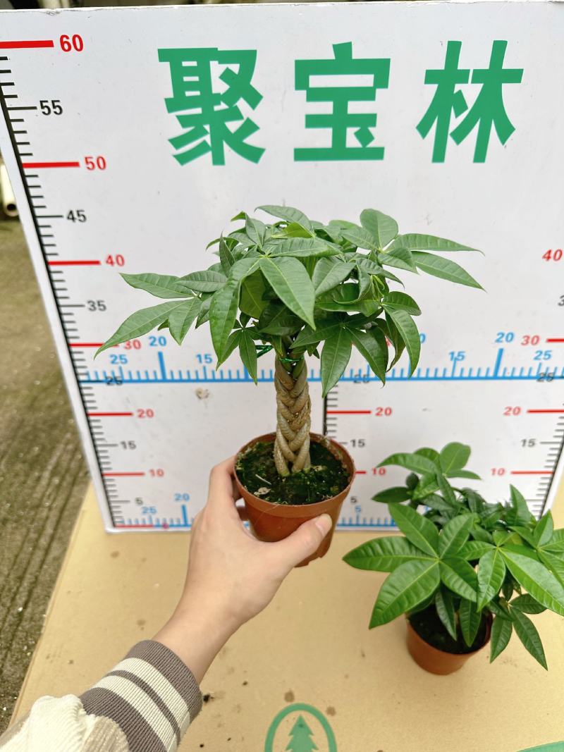 【基地直供】精品五编发财树小盆栽迷你编辫子发财树