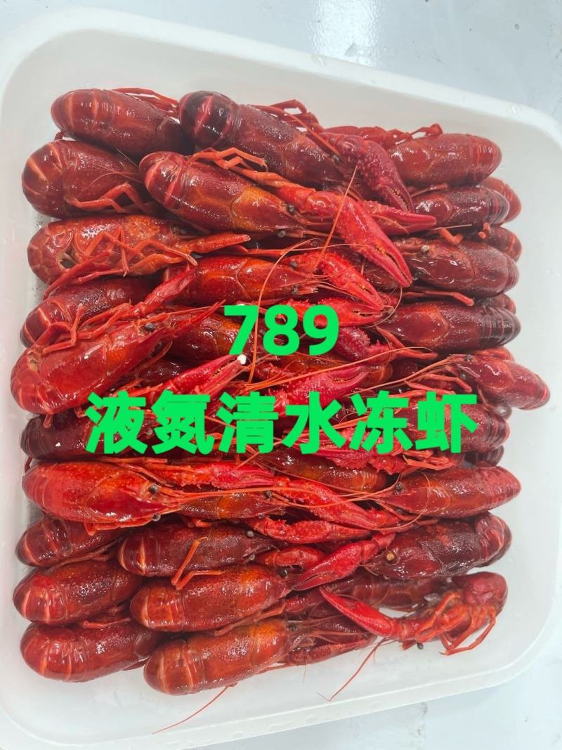 清水冻虾，小龙虾，清水小龙虾，液氮清水冻虾，肉质Q弹