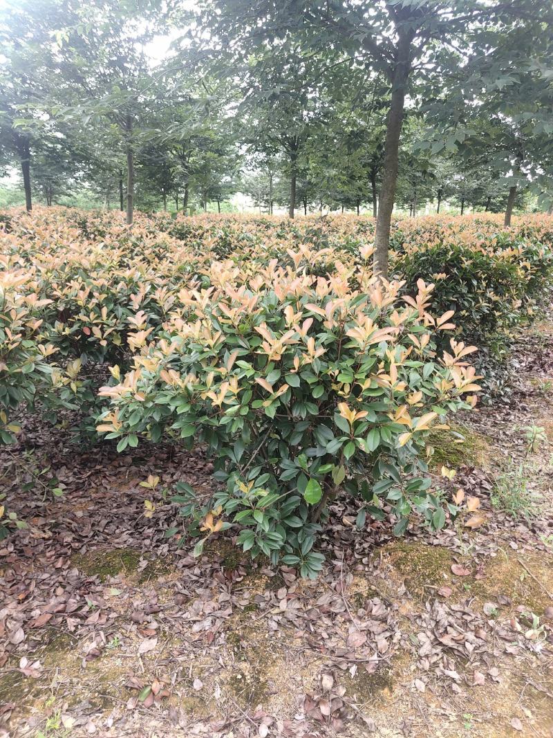 红叶石楠球，100-120，基地直发，欢迎各位老板联系