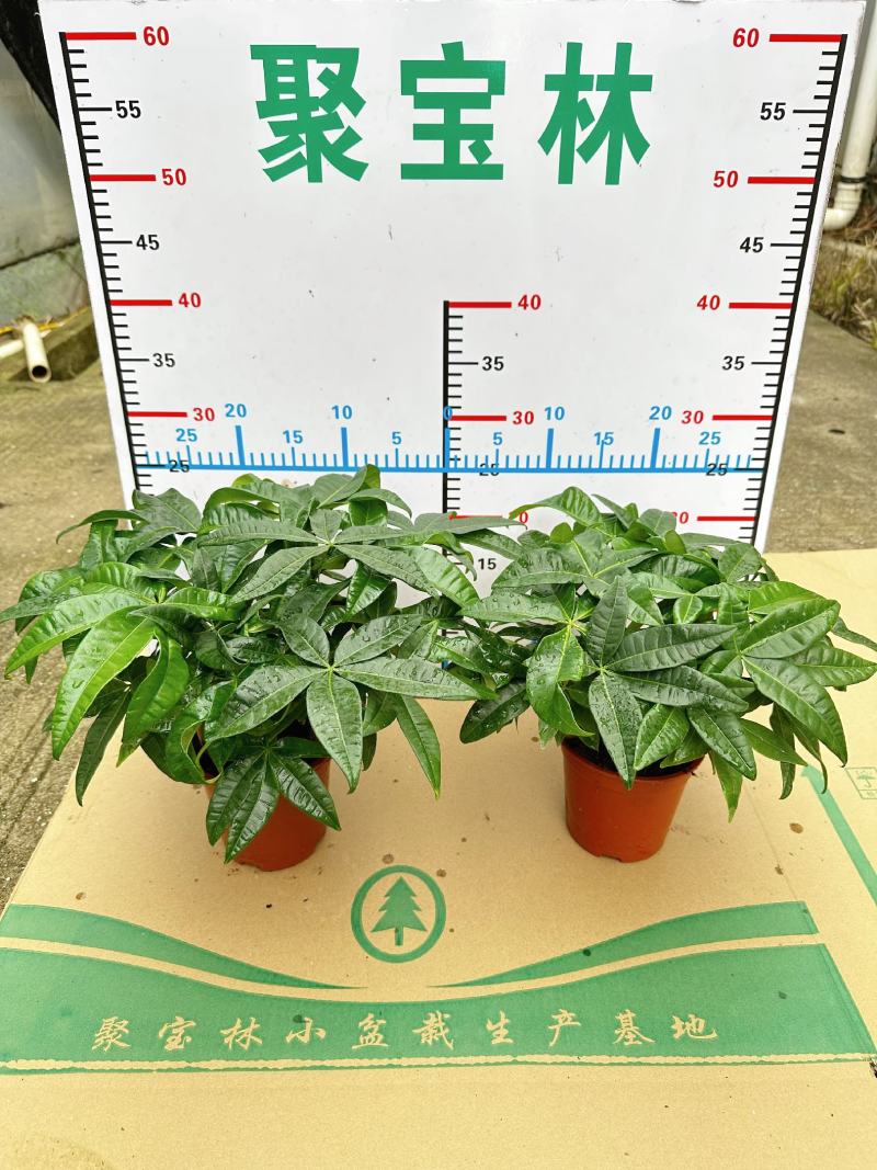 【基地直供】发财树小盆栽五福发财树盆栽基地直供