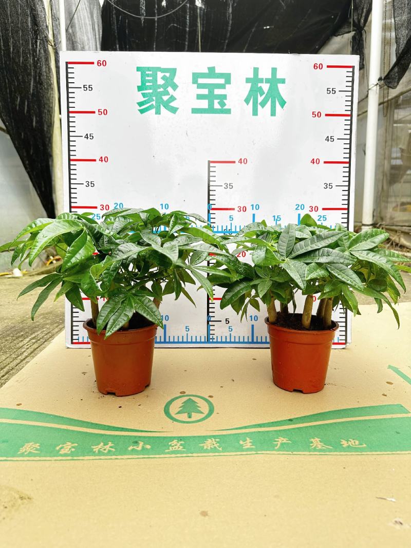 【基地直供】发财树小盆栽五福发财树盆栽基地直供
