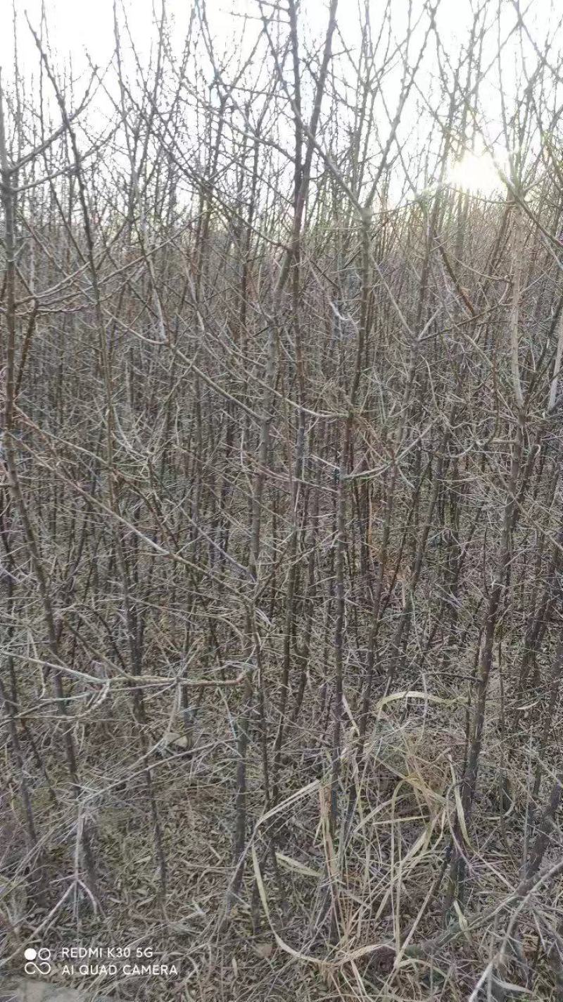 长白山深秋红大果沙棘苗
