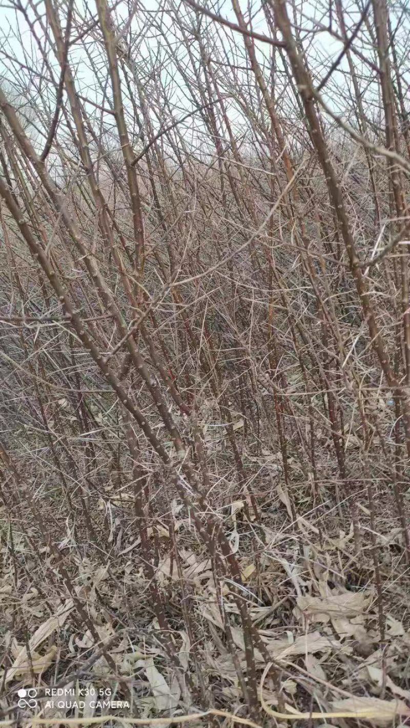 长白山深秋红大果沙棘苗