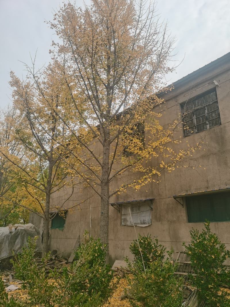 30精品银杏