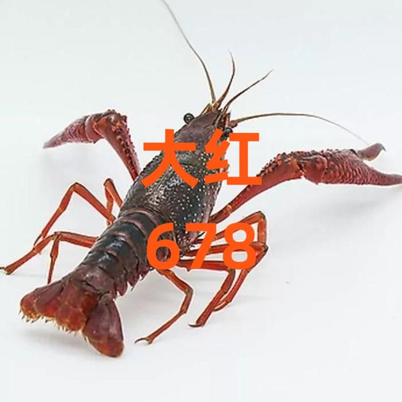 潜江小龙虾小红中红大红炮头湖北小龙虾清水小龙虾