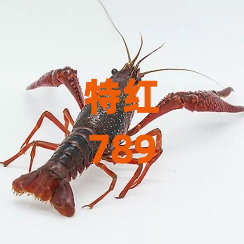 潜江小龙虾小红中红大红炮头湖北小龙虾清水小龙虾