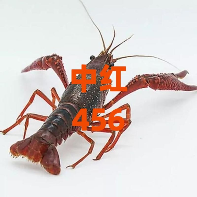 潜江小龙虾小红中红大红炮头湖北小龙虾清水小龙虾