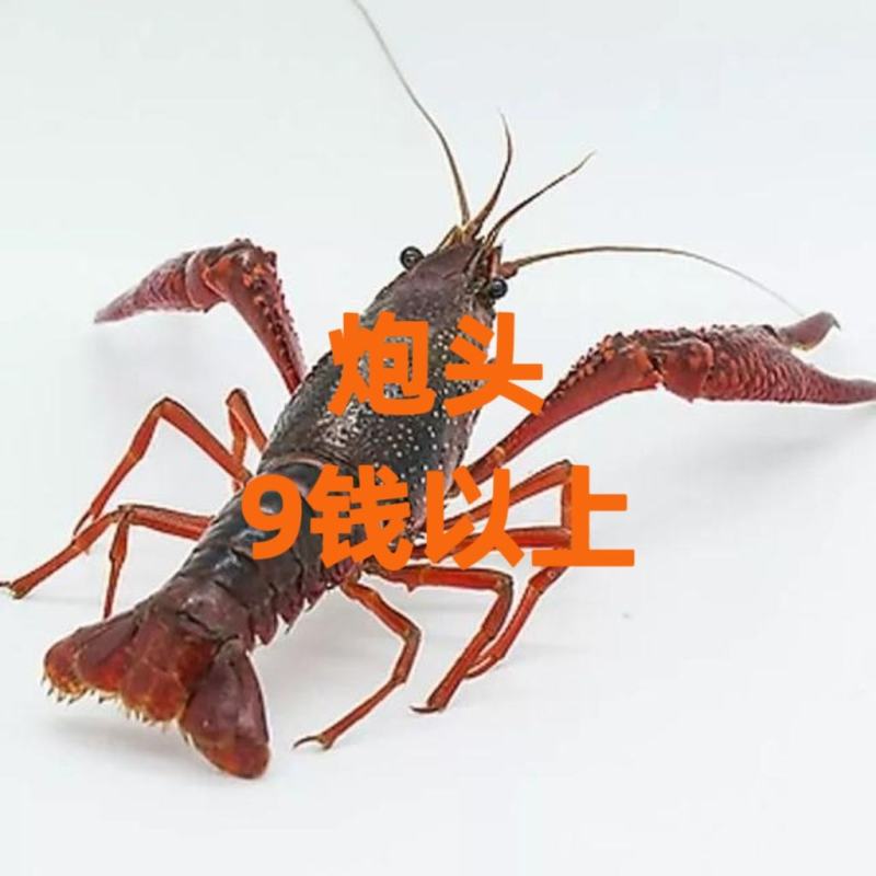 潜江小龙虾小红中红大红炮头湖北小龙虾清水小龙虾