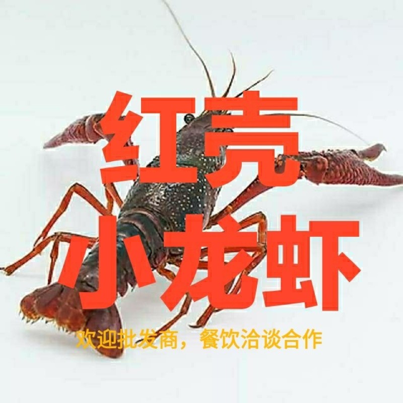 潜江小龙虾小红中红大红炮头湖北小龙虾清水小龙虾