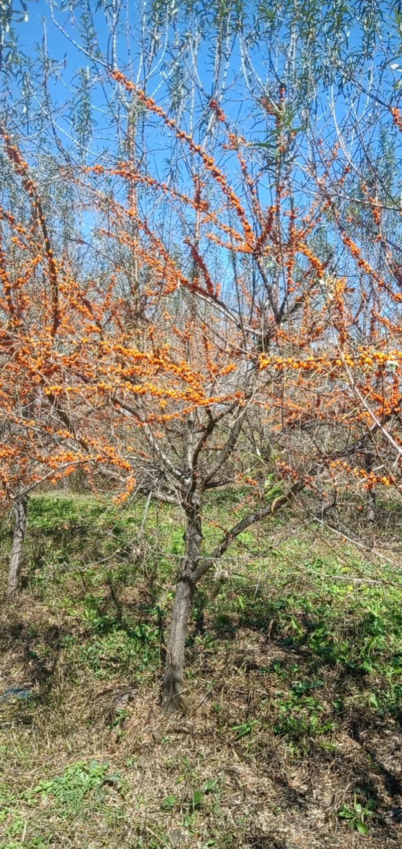 长白山深秋红大果沙棘苗