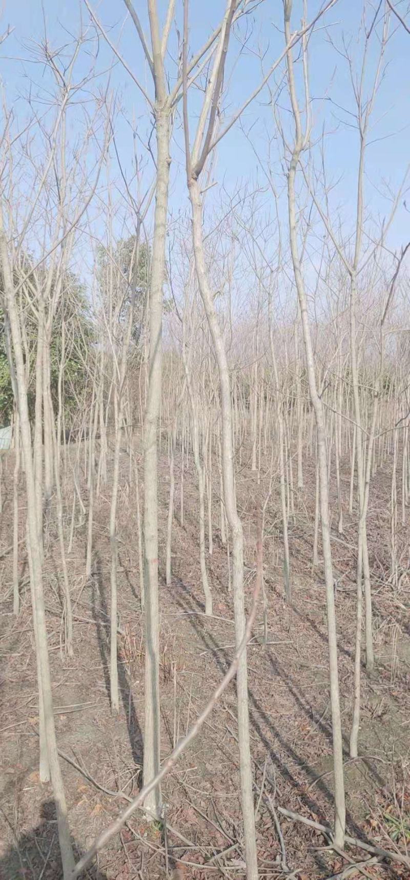 乌桕、乌桕苗、红叶乌桕、江西乌桕大量供应欢迎联系