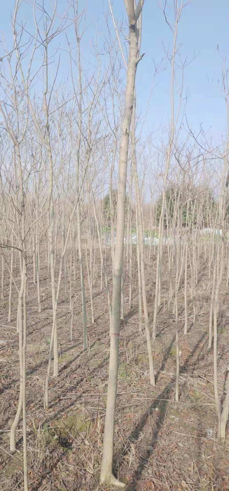 乌桕、乌桕苗、红叶乌桕、江西乌桕大量供应欢迎联系