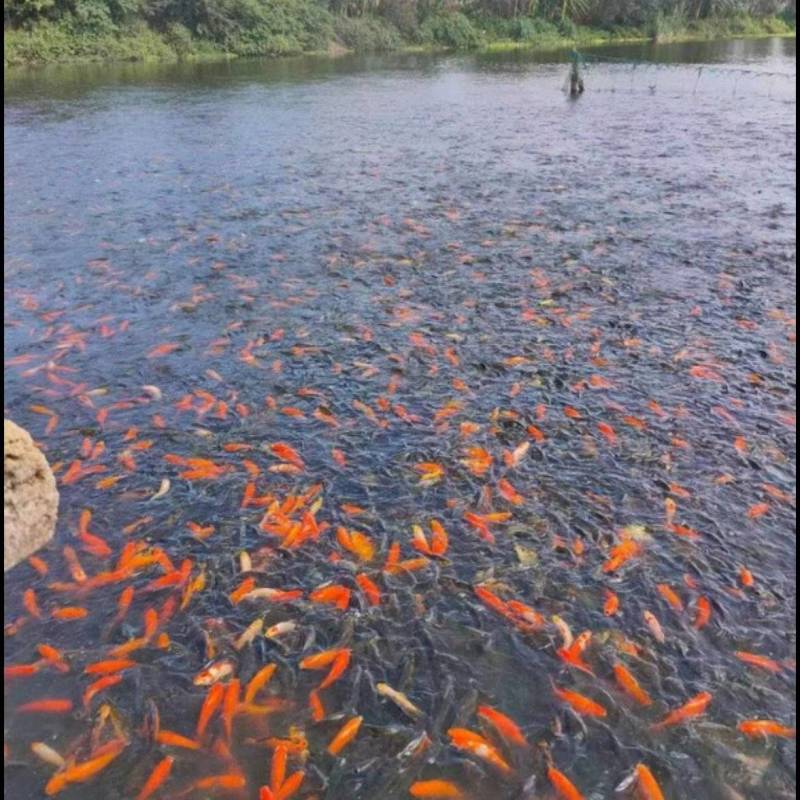 锦鲤锦鲫
