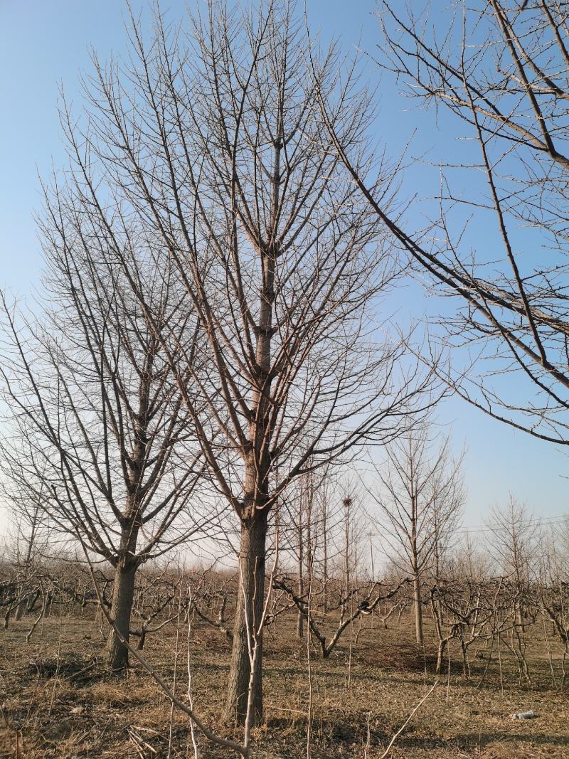 35银杏