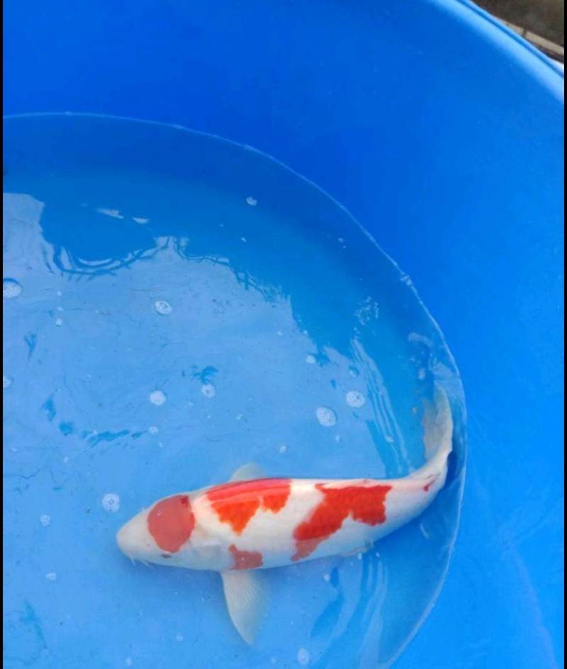锦鲤锦鲫