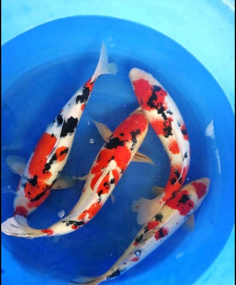 锦鲤锦鲫