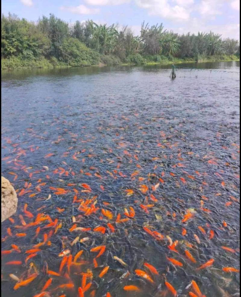 锦鲤锦鲫
