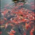 锦鲤锦鲫