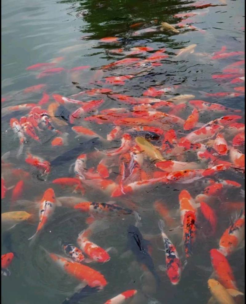 锦鲤锦鲫