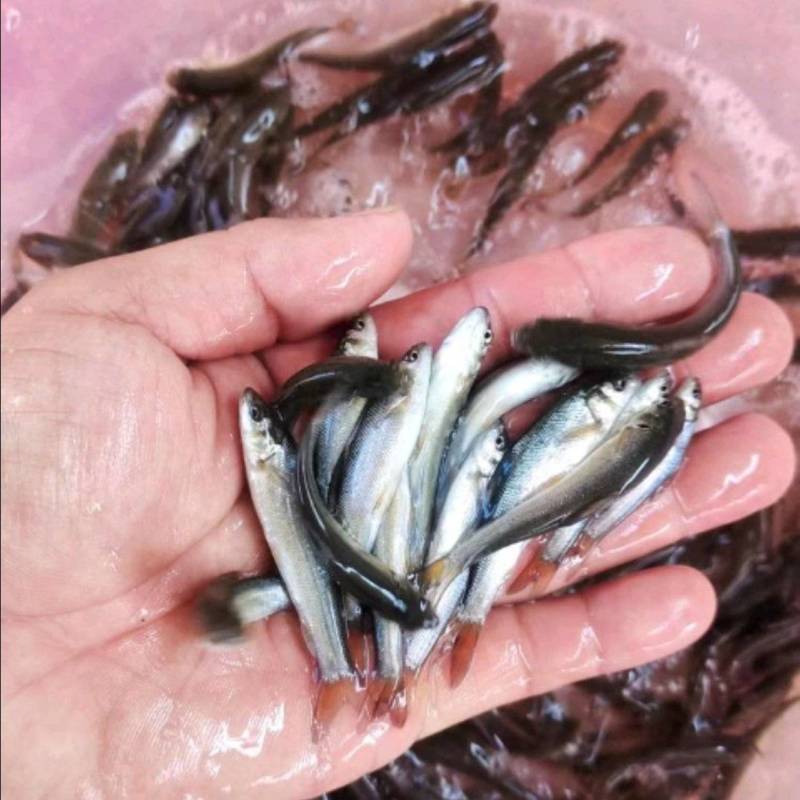 花白鲢鱼苗
