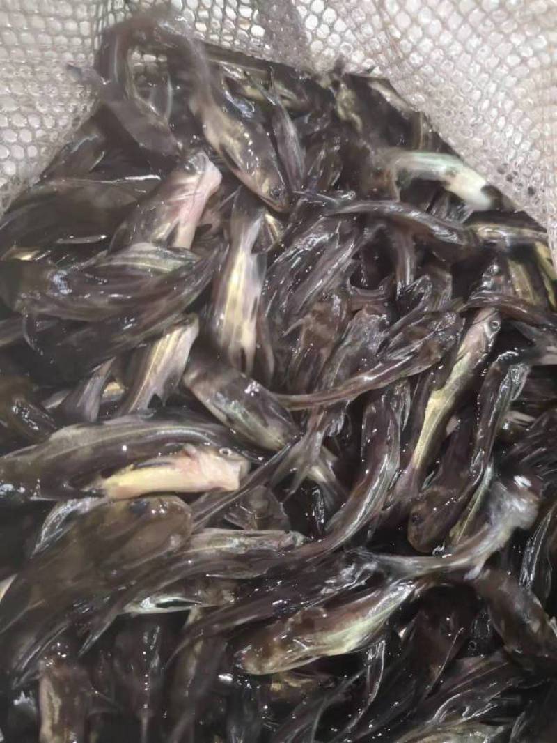 花白鲢鱼苗