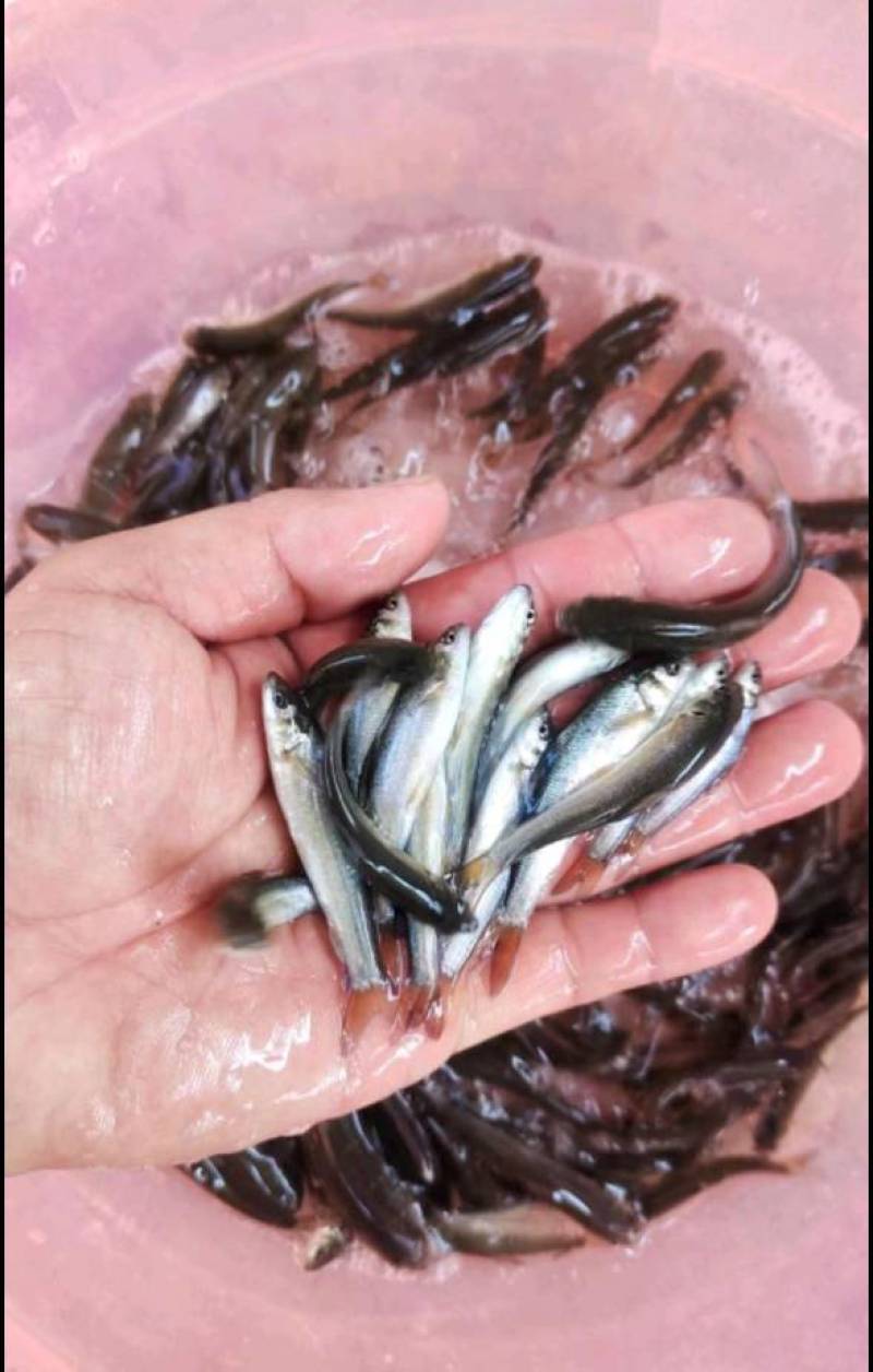 花白鲢鱼苗