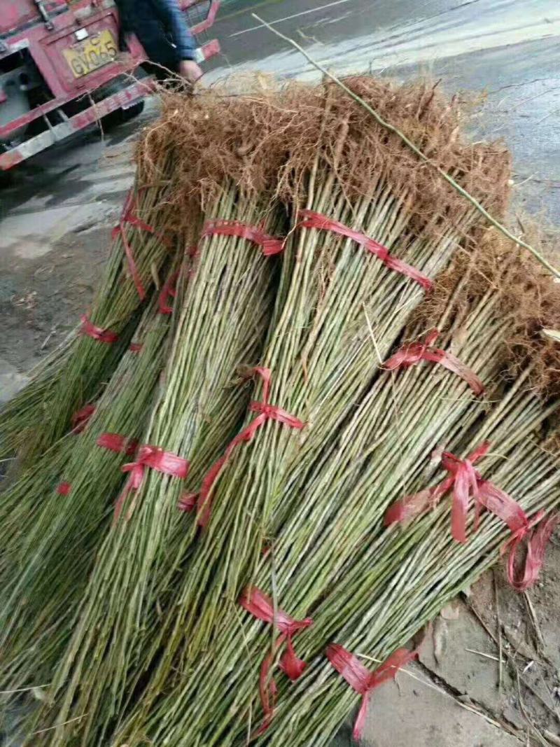 无患子，3-5公分直杆，基地直发量大从优欢迎老板联系
