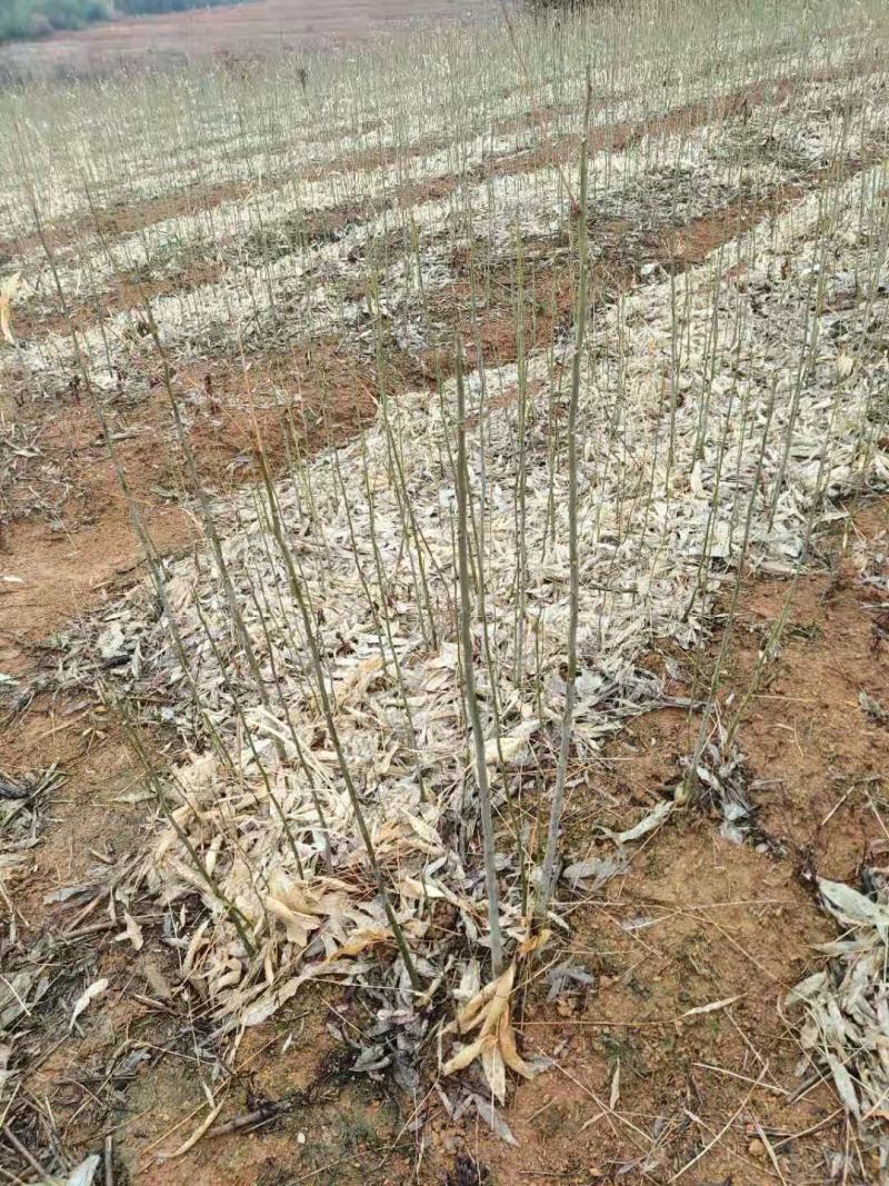 无患子，3-5公分直杆，基地直发量大从优欢迎老板联系