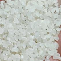 新粮珍珠米