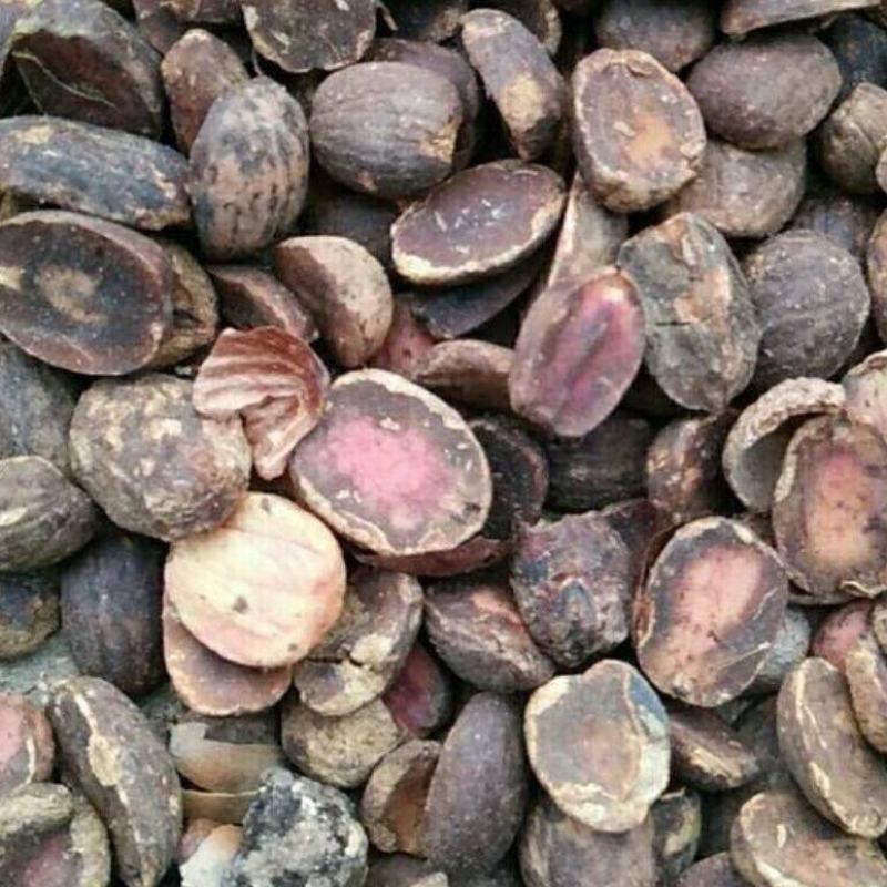 【保质保量】大量供应野生橡子仁米橡折子青冈仁脱壳高淀粉
