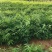 无患子，无患子小苗量大从优基地现挖现发，欢迎老板订购