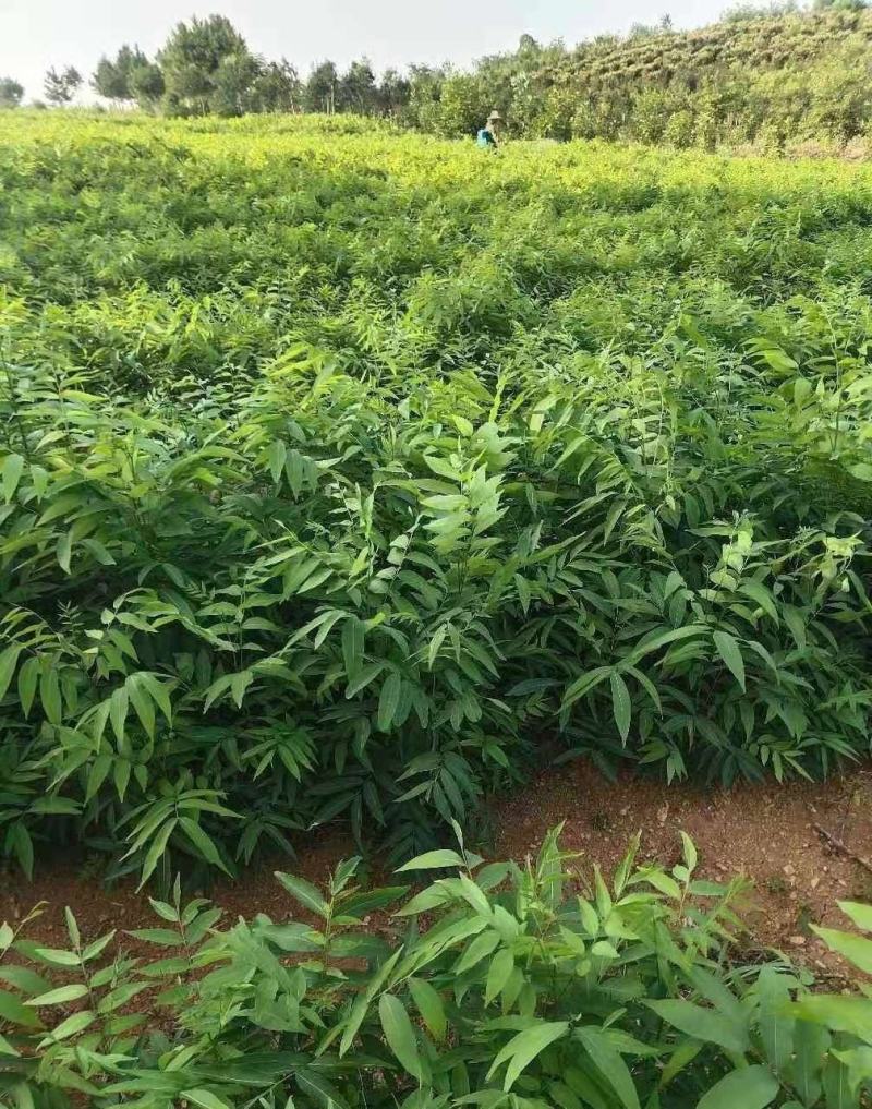 无患子，无患子小苗量大从优基地现挖现发，欢迎老板订购