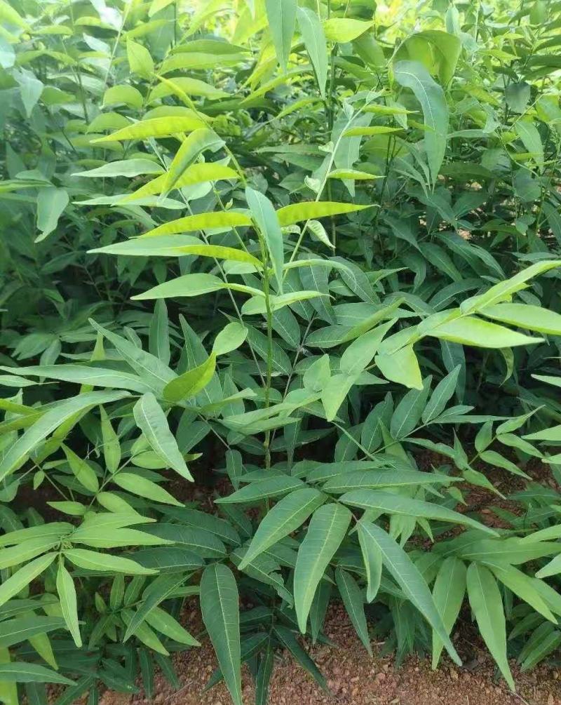 无患子，无患子小苗量大从优基地现挖现发，欢迎老板订购